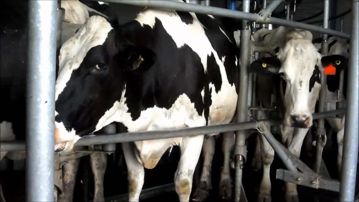 La lechería argentina arranca 2026 con más producción, pero menos tambos