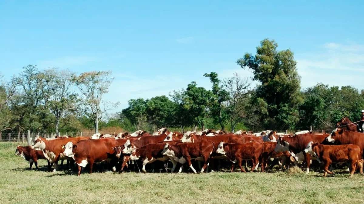 La hacienda repuntó y las vacas lideraron las subas en el mercado