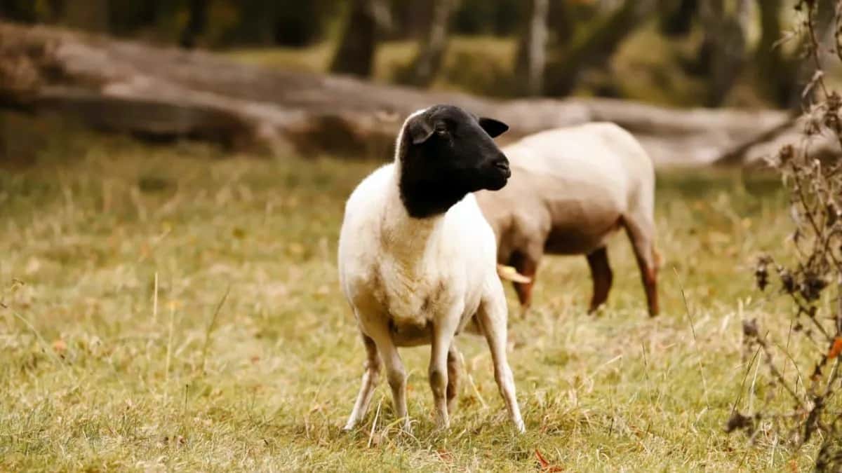 Alerta: ingresó desde Paraguay una enfermedad mortal en ovinos